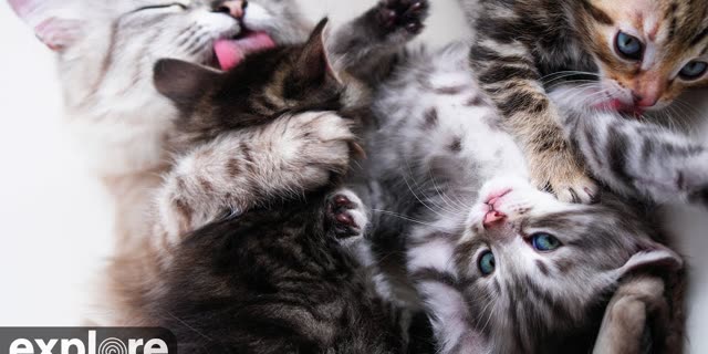 Live opvangcam: kittens dutten op een hoopje