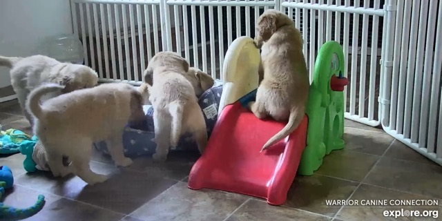 Live shelter cam: golden retriever puppies playing on a slide in a playroom